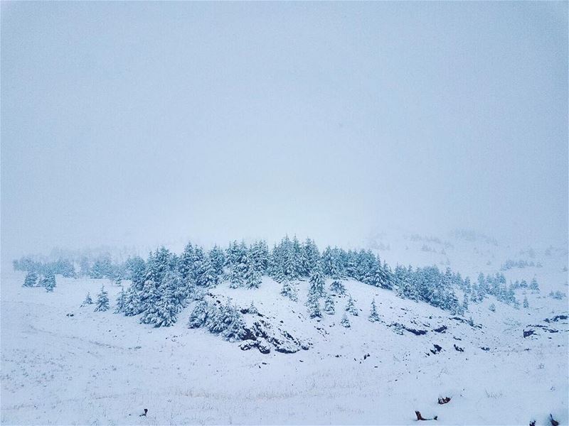 Let it Snow ❄️❄️❄️ ...... cedarsoflebanon  cedarsofgod  winter ... (Cedars of God)