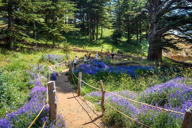 Let's breathe some fresh air! The cedars of God, Bcharre, Lebanon...🔸️� (Bcharré, Liban-Nord, Lebanon)