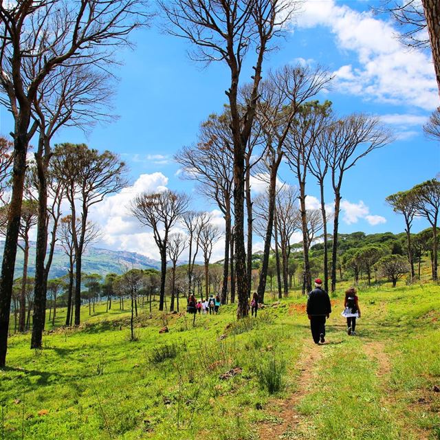 Let's get lost in the right direction every Sunday.🌲🌲🌲🌲🌲🌲🌲🌲🌲🌲🌲 (Deïr El Harf, Mont-Liban, Lebanon)