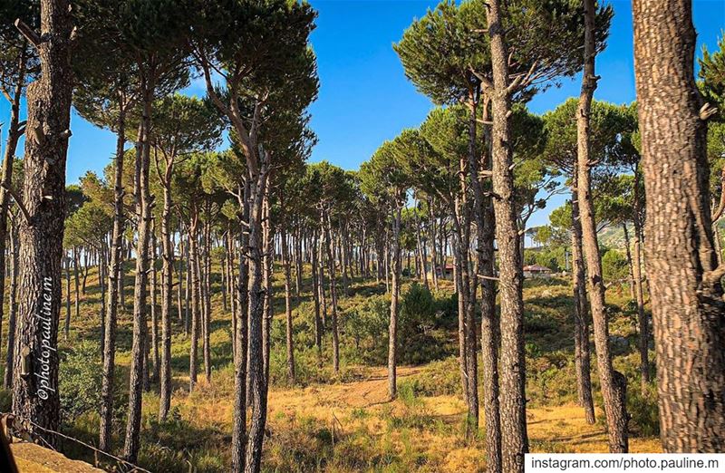 🌳let’s get lost.🌳  shouf  lebanon  nature  instagram  instagood ... (Chouf)