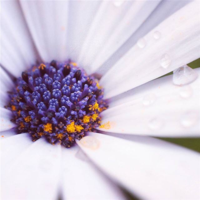Let's have a nice day !   flower  pollen  fleur  purple  white  waterdrops...