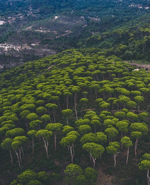 Let's play green and seek 🌳 (Lebanon)