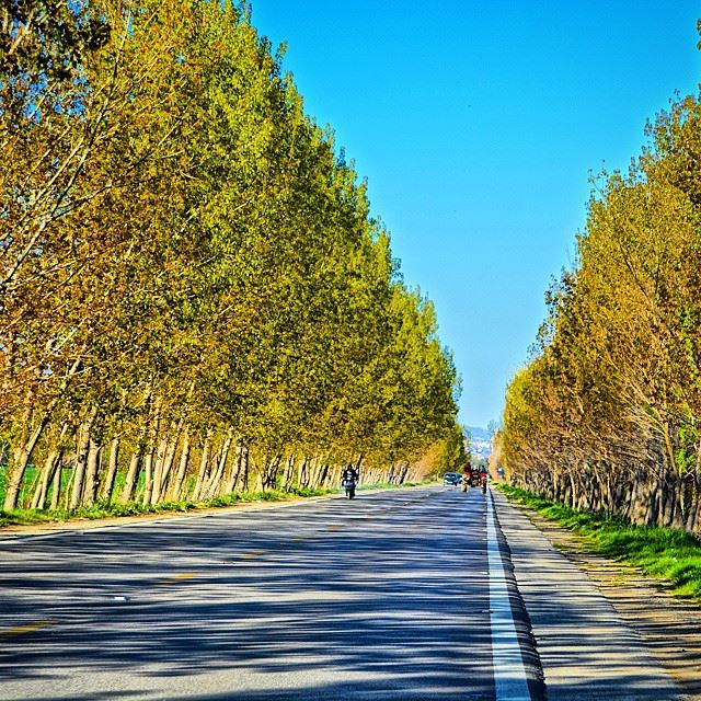 Let's ride ! Amazing road in West Bekaa and tree shadows. .. Camera :... (`Ammiq, Béqaa, Lebanon)