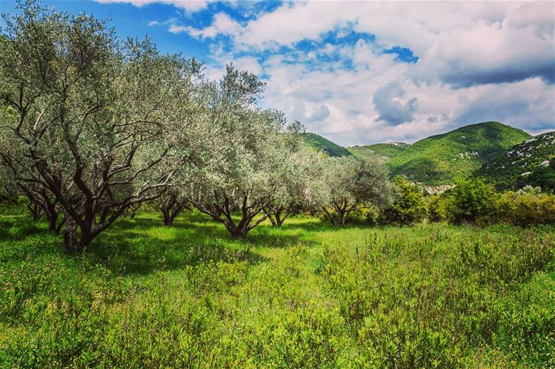 Let's stay here____________________________________________________... (Habil, Mont-Liban, Lebanon)