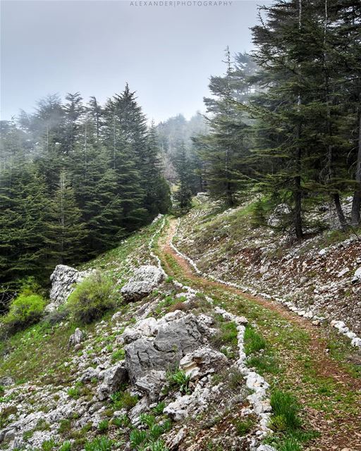 Let's take a walk and breathe some fresh air! Tannourine cedar Reserve ... (Arz Tannoûrîne)