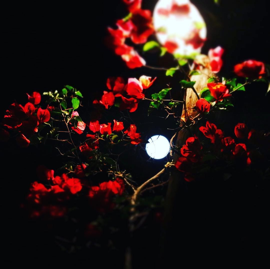 "Let's tango", asked the moon to the flowers .  moon  light  moonlight ...