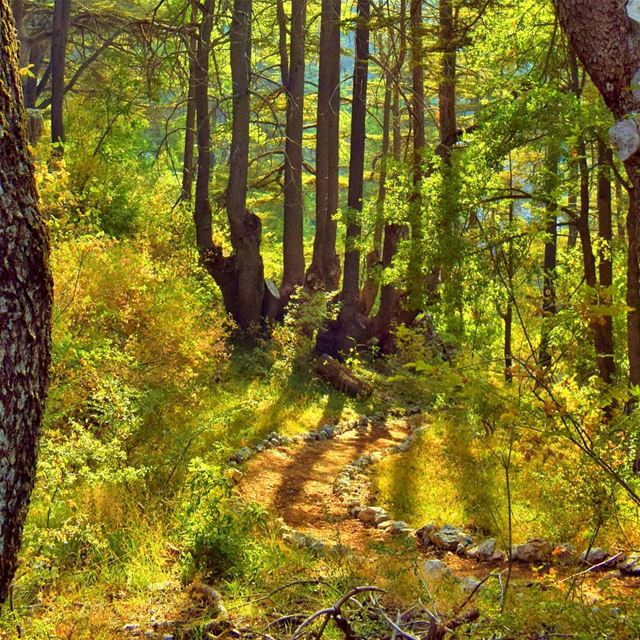 Let's walk in the wood..... Tannourine 🌲............ (Arz Tannoûrîne)