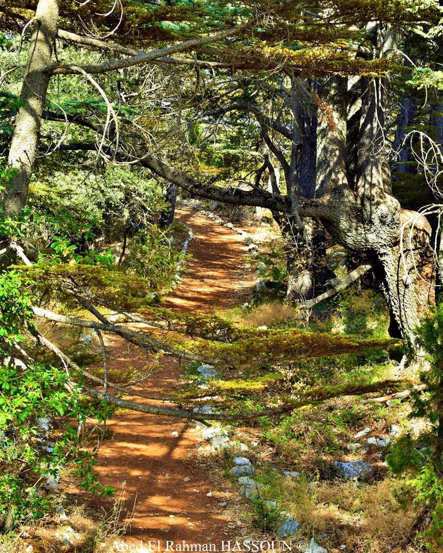 Let's walk in the wood🌲  tannourine   tannourinecedars  forest ... (Arz Tannoûrîne)