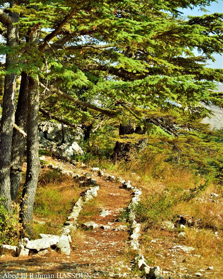 Let's walk 🌲  tannourine   tannourinecedars  forest  naturalreserve ... (Arz Tannoûrîne)