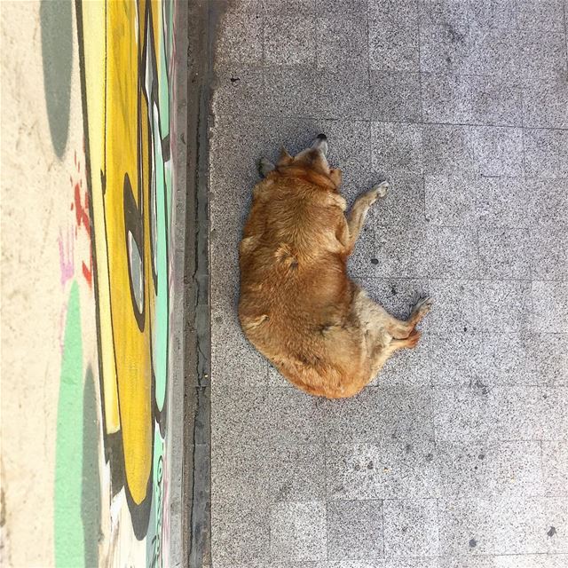 Let sleeping dogs lie, they have it all figured out! I'm going to take a... (Beirut, Lebanon)