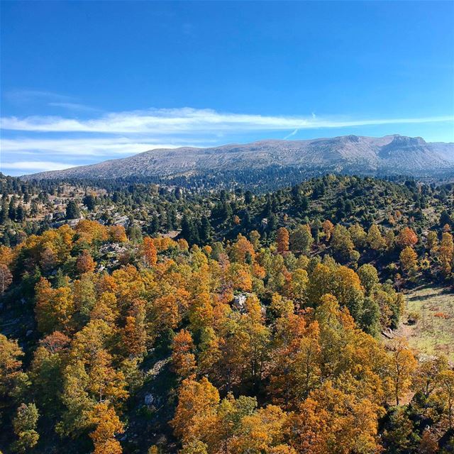 Let the beauty fill your soul  fall  naturelovers  nature  instadaily ... (`Akkar, Liban-Nord, Lebanon)