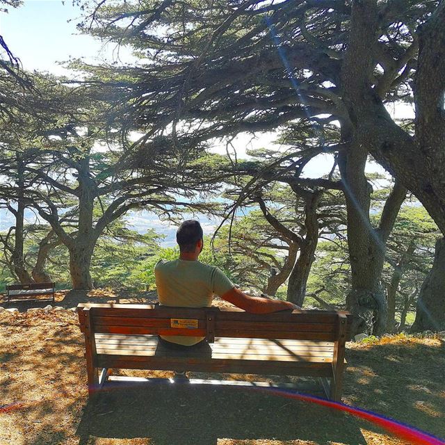 Let there be  Sunshine in your soul today. ... (Al Shouf Cedar Nature Reserve)