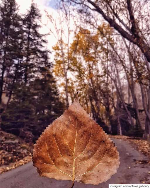 Let things go...🍁🍂.... Lebanon  autumn  leaves  Lawyer  Lawyerblog...
