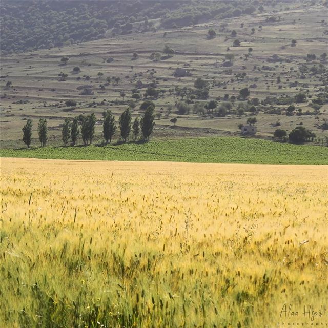 Let Us Grow Until The Harvest 🌾... Hseiki  Lebanon  beirut  nature ... (Qabb Ilyas, Béqaa, Lebanon)