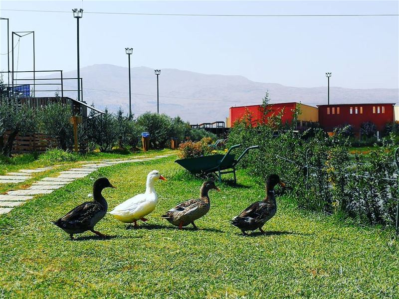 "Let yourself be silently drawn by the strange pull of what you really... (Cascada Village)