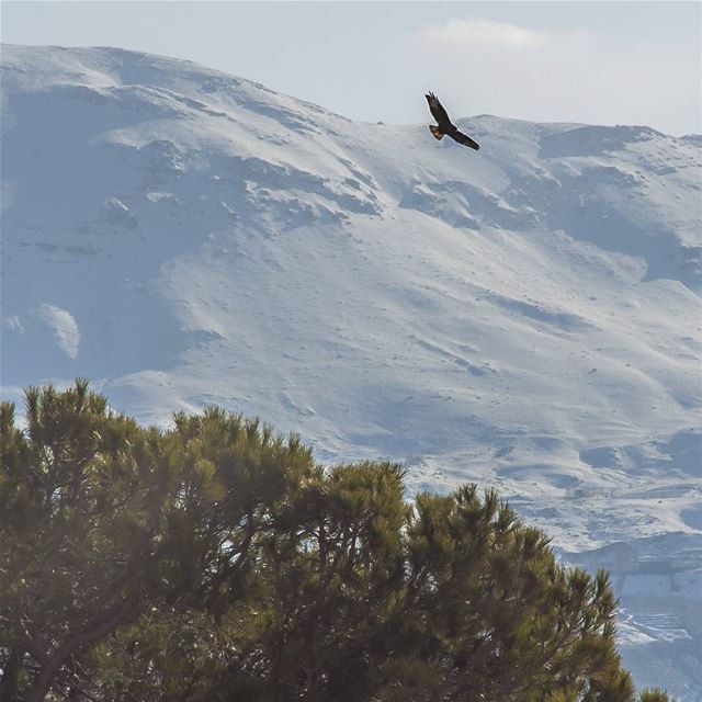 Lets fly 🇱🇧!  lebanon  wildlife  livelovebeirut  lebanontraveler ...