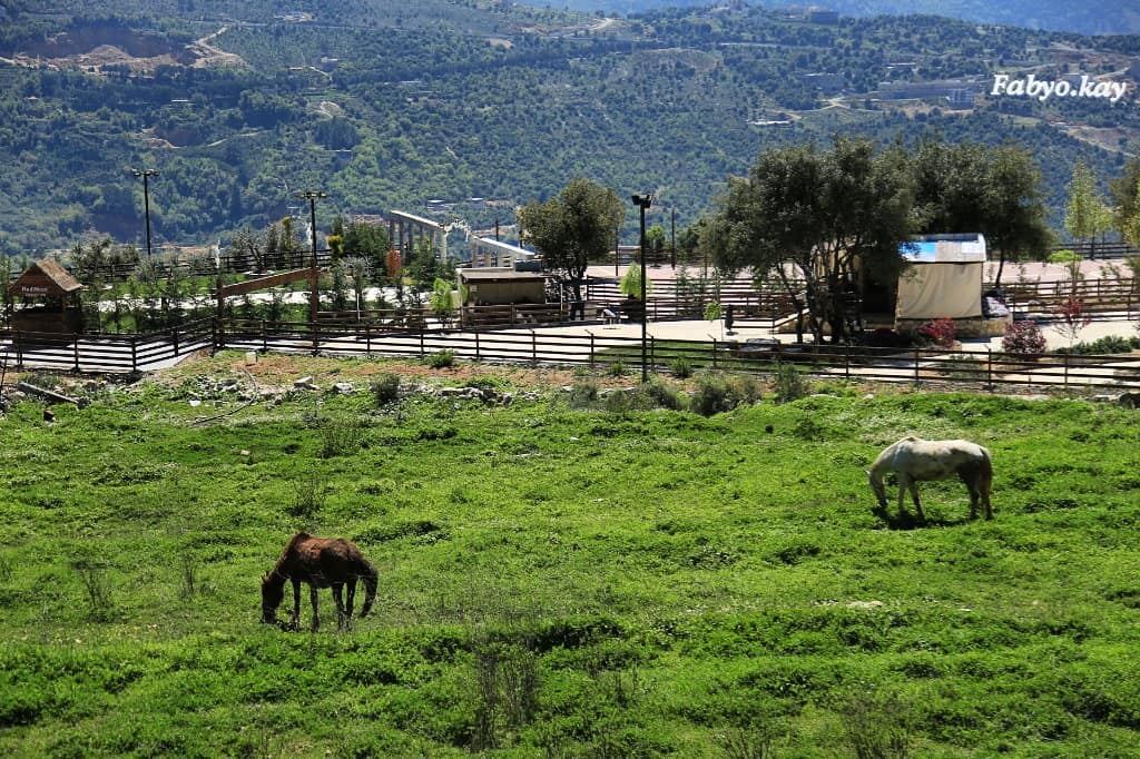  libanon nature morning hourses animalplanet animallovers... (Ehmej, Mont-Liban, Lebanon)