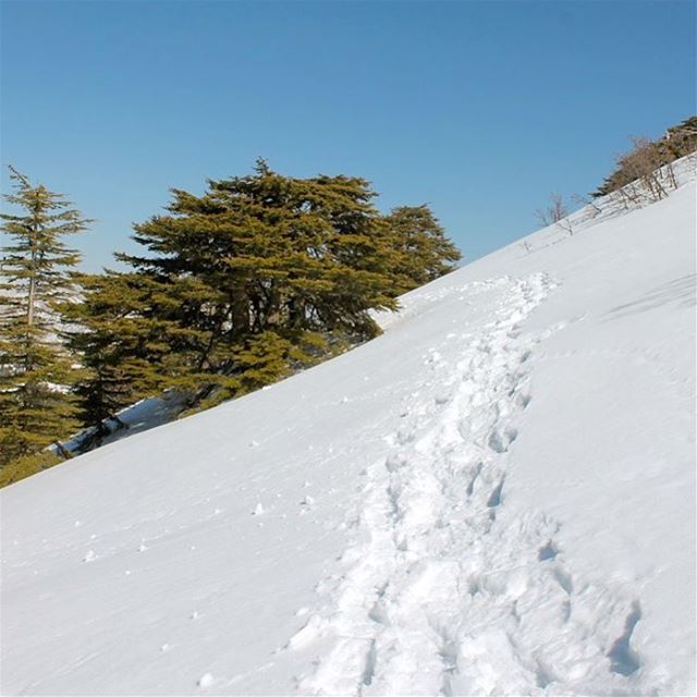 Life gives you the journey...you create the path lebanon  lebanonshots ... (Al Shouf Cedar Nature Reserve)