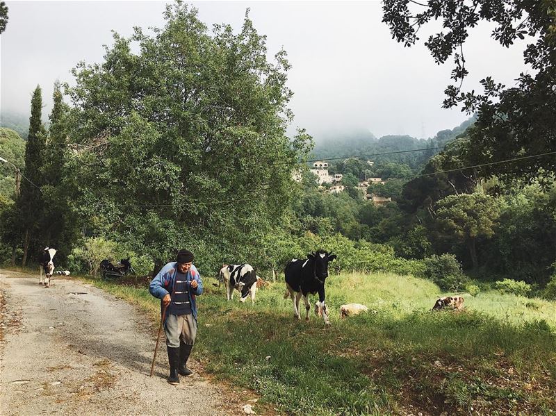 Life in the village- lebanon  aramoun  keserwan  mountain  fog  old  man... (Aramoun, Mont-Liban, Lebanon)