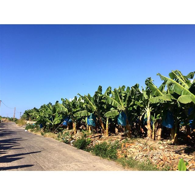 Life is a Banana🍌😝  banana  bananafield  lebanon ...