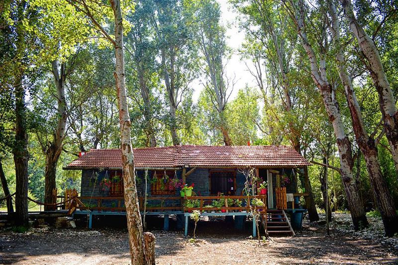 Life is better in the woods!  mavieenbleu  abdelli  loves_lebanon ... (Meghrak)