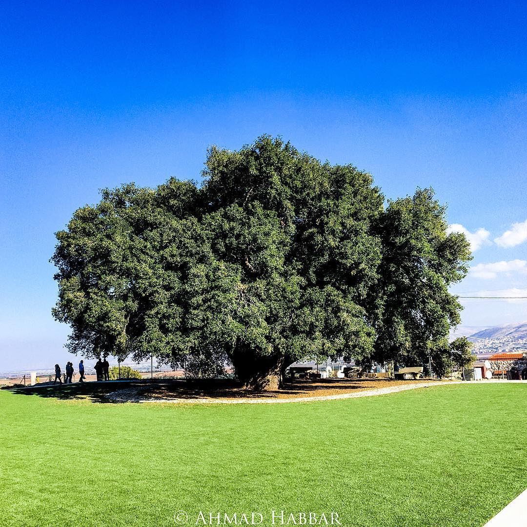 Life  tree  treeoflife  trees  oldtree  life  nature  oak  bogtree  green... (Khirbet Qanafâr, Béqaa, Lebanon)