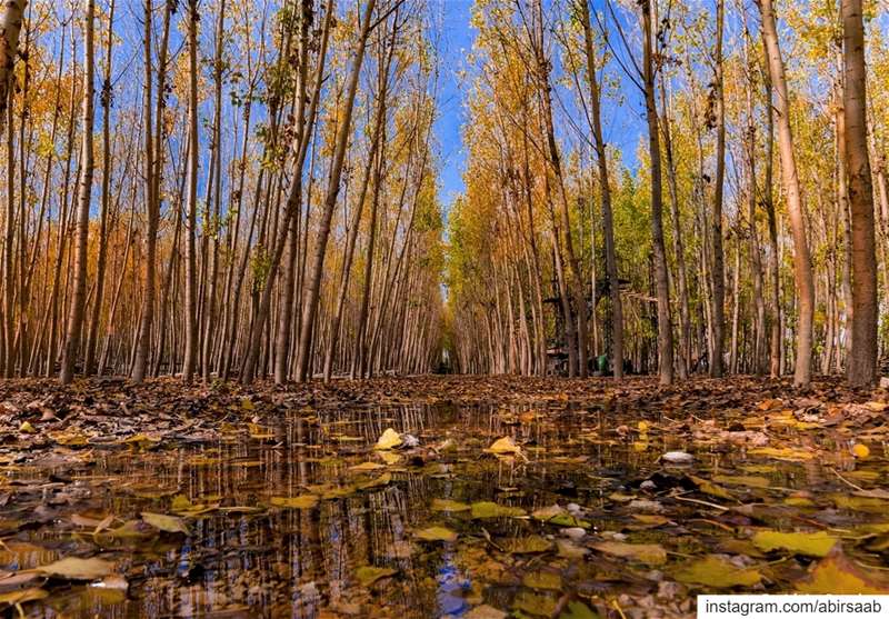 Light breeze,Colorful leaves,Bare trees,It must be Autumn!! . . . ... (Besten El Hor - بستان الحور)