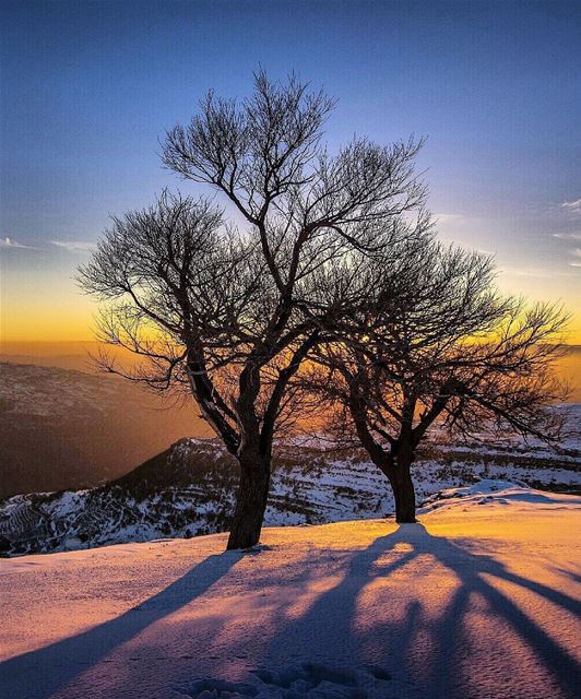  light  ray  snow  tree  mountains  valley  cold  winter  sunset  lebanon ... (Qanat Bakish, Mont-Liban, Lebanon)