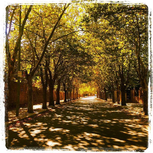  lightupmyway  nature  autumn  trees  deadleaves  road  street  mountain ... (Cornish Sawfar)