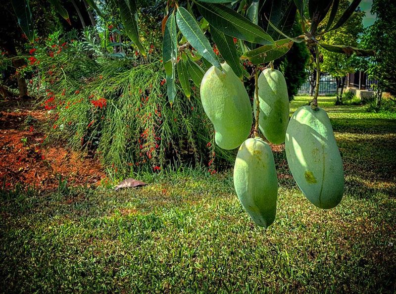 Like a ripe mango, she is sweeter on the inside....