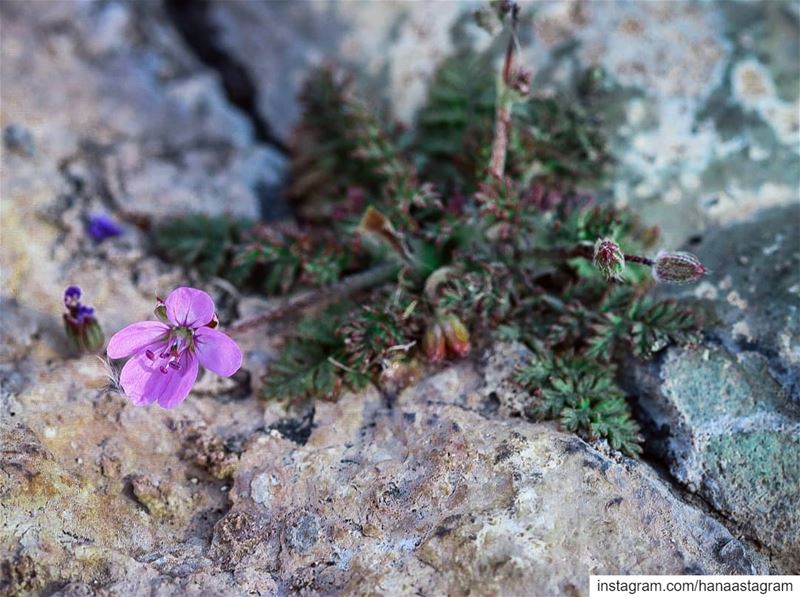 “Like a wildflower; you must allow yourself to grow in all the places...