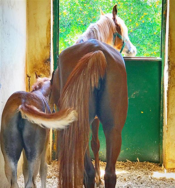 Like mother, like daugher 🐎  ArabianHorse  Horse ... (Soûr, Al Janub, Lebanon)