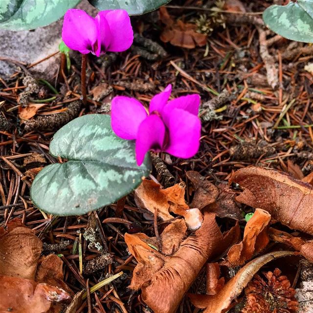 🌸Like wildflowers; Allow yourself to grow in all places people thought... (Arz Tannoûrîne)