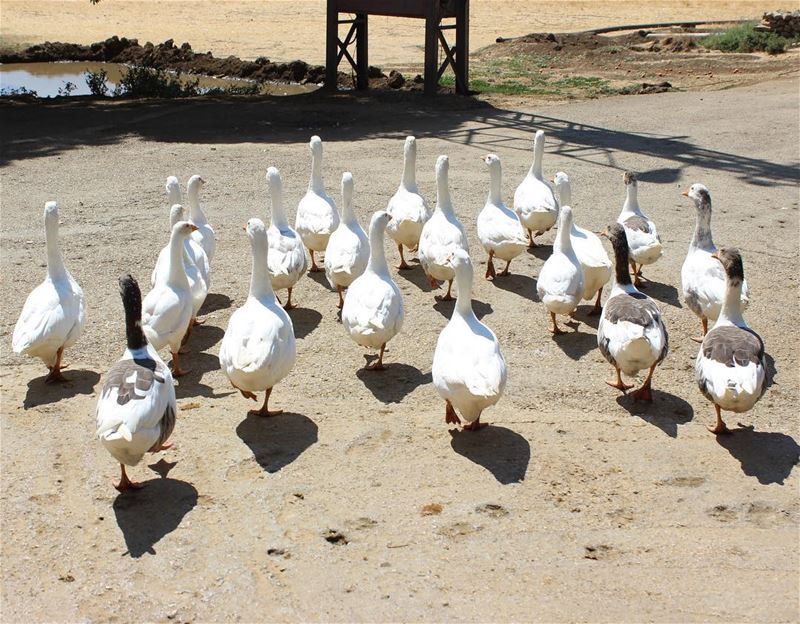  lineup  duck  animals  livelovebekaa  livelovelebanon  amiq  shadow ... (`Ammiq, Béqaa, Lebanon)