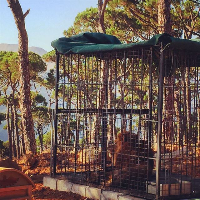 Lion King 🦁👑 livelovelebanon  livelovebeirut  livelovebolognia ... (Bois De-Boulogne, Mont-Liban, Lebanon)