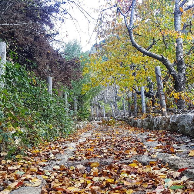 Listen to the silence...FALL IN LOVE... hikinglebanon  fall  autumn ... (Horsh Ehden)