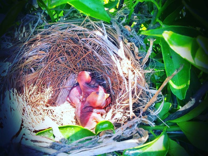 🐣🐥🐦Little Birds(bulbul) In The Nest🌳🐣🏡📷 LEBANON /AKKAR IN 4/4/2014... (`Akkar, Liban-Nord, Lebanon)