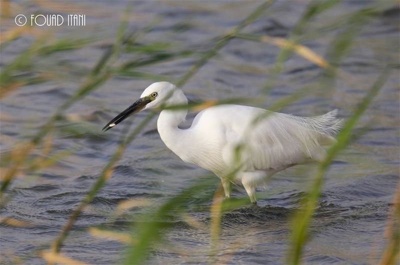 Little egret  angrybirds  birdsofinstagram  creation  livelovelebanon❤  طيو