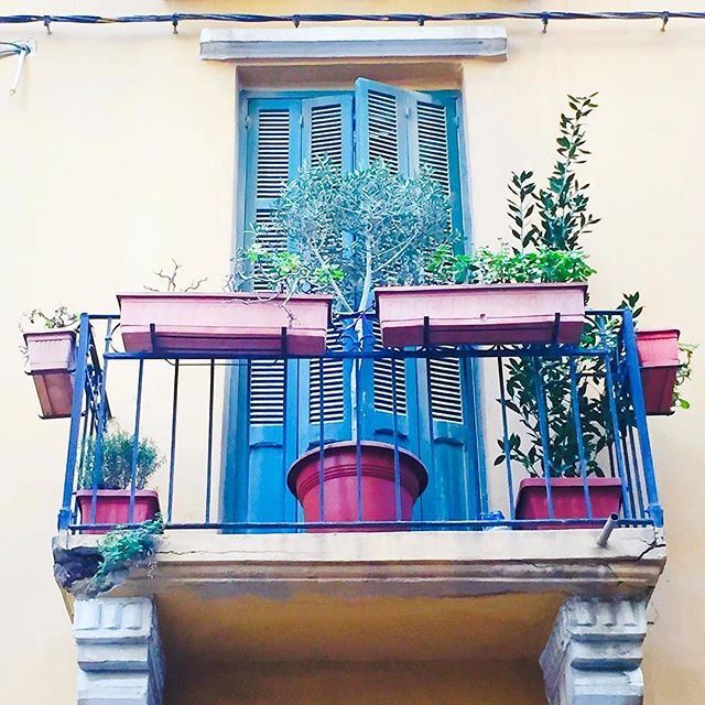 Little garden on a little balcony 💙🌿 (Beirut, Lebanon)
