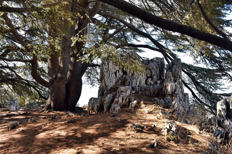 Little Rock in the Shade of Big Tree naturephotography  cedar  tree ...