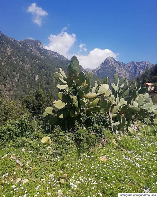 Live from  Chouwan reserve entrance. JabalMoussa  unescomab  unesco ... (Jabal Moussa Biosphere Reserve)