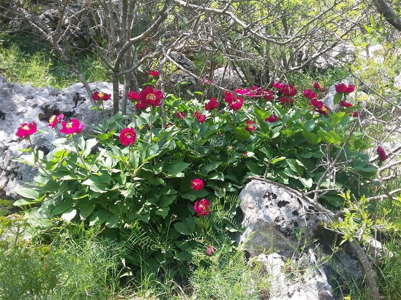 Live from the The Peony trail ! JabalMoussa  biodiversity ... (Jabal Moussa)