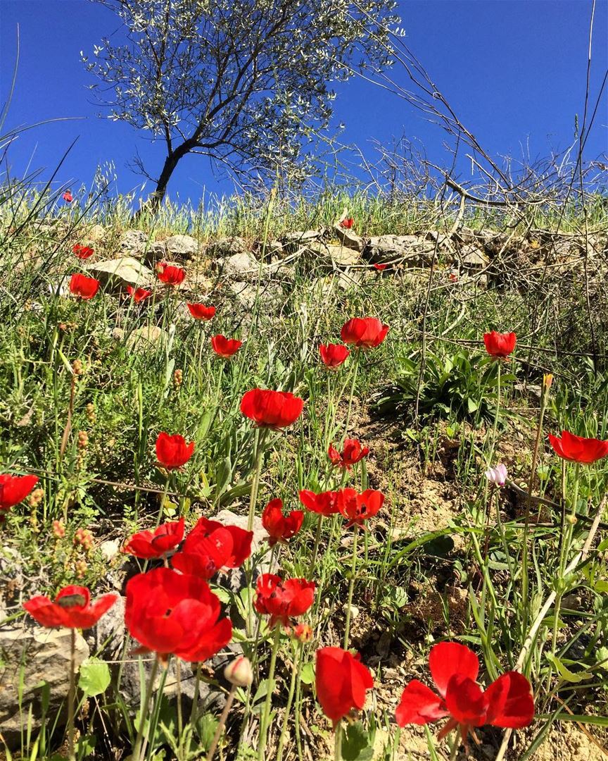 Live life in full bloom! 🌸💚🌺 flowers  flowerstagram  red  coquelicot ... (Baakline, Mont-Liban, Lebanon)