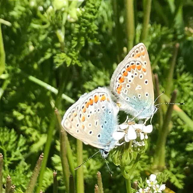 Live life like a butterfly take rest ,but never forget how to fly.🦋•••... (Chouf)