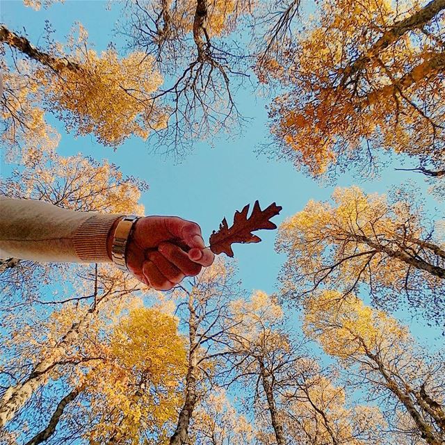 LIVE LOVE AUTUMN 🍂🍂🍂  LiveLoveAkkar  Akkar  AzerForest  Forest ... (غابة العزر-القموعة)