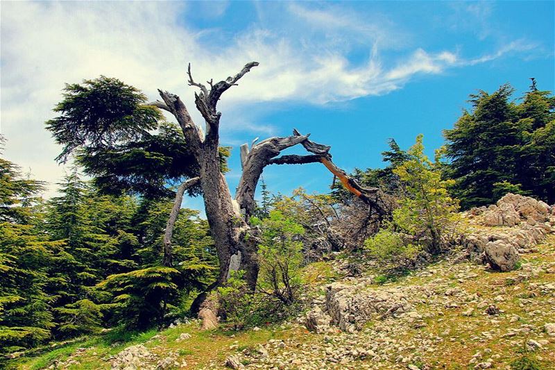 Live love barouk  livelovebarouk  lebanon  lebanon_hdr  ig_lebanon ... (Barouk Cedar Forest)