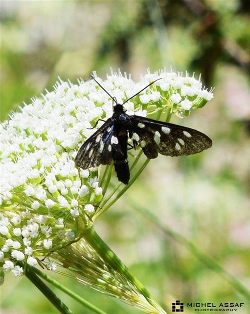 Live your life like a butterfly. Take a rest sometimes but never forget to... (Lebanon)