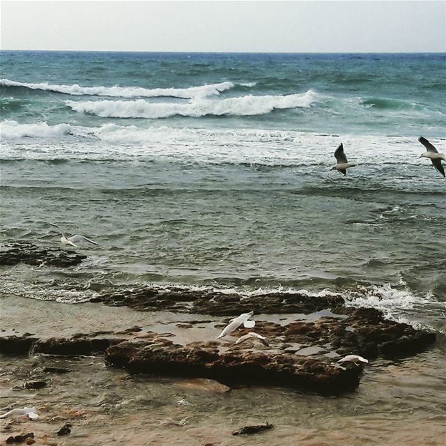 LIVE طرابلس  لبنان TripoliLB  Tripoli  ElMina  North_Lebanon  Lebanon ... (Corniche El Mina Tripoli)