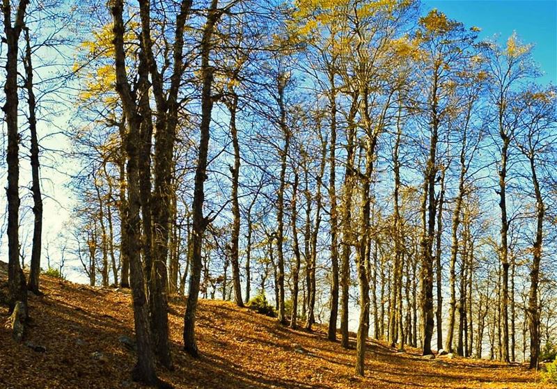 🍁🍁🍁 |  LiveLoveAkkar  Akkar  AzerForest  Forest  AutumnVibes  Lebanon ...