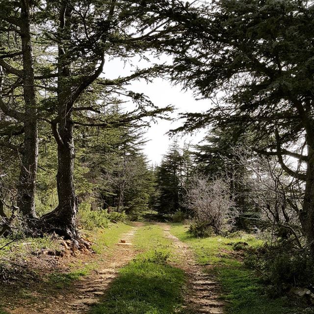  livelovebatroun  livelovelebanon  cedars  forest  trailslife ...